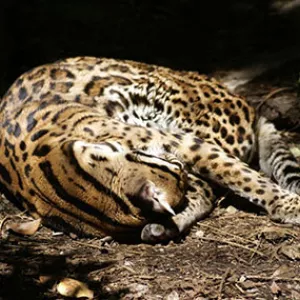 Ocelot at Cincinnati Zoo & Botanical Garden